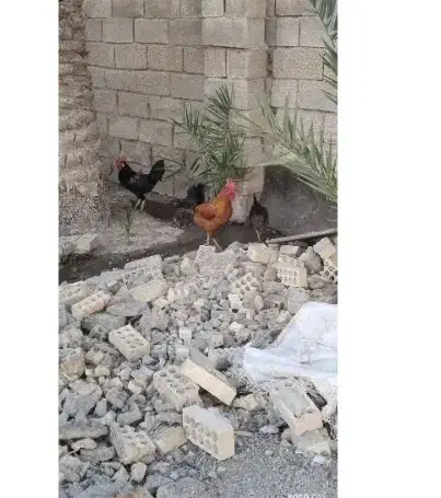 سبز سه خروس|گل و گیاه طبیعی|شادگان, |دیوار