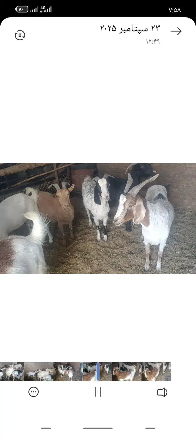 گوسفند فروشی|حیوانات مزرعه|گناباد, |دیوار