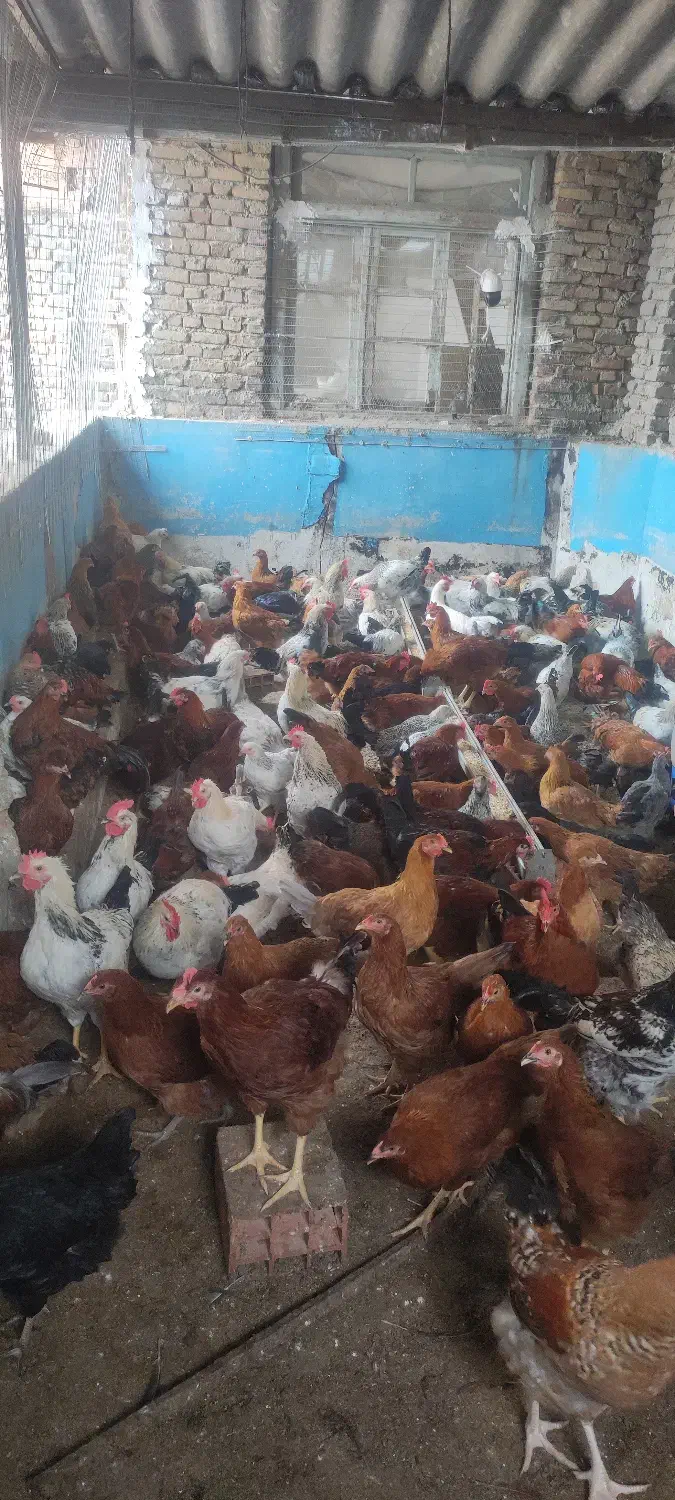 خروس محلی مرغ|حیوانات مزرعه|بهشهر, |دیوار