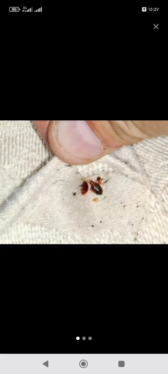 سمپاشی سوسک وساس سم پاشی کک وکنه و انواع حشرات|خدمات نظافت|مشهد, موسوی قوچانی|دیوار