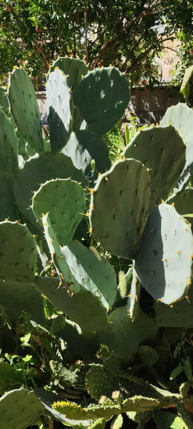 تعدادی کاکتوس غولپیکر از یکمتری تا ۳۰ سانت|گل و گیاه طبیعی|شازند, |دیوار