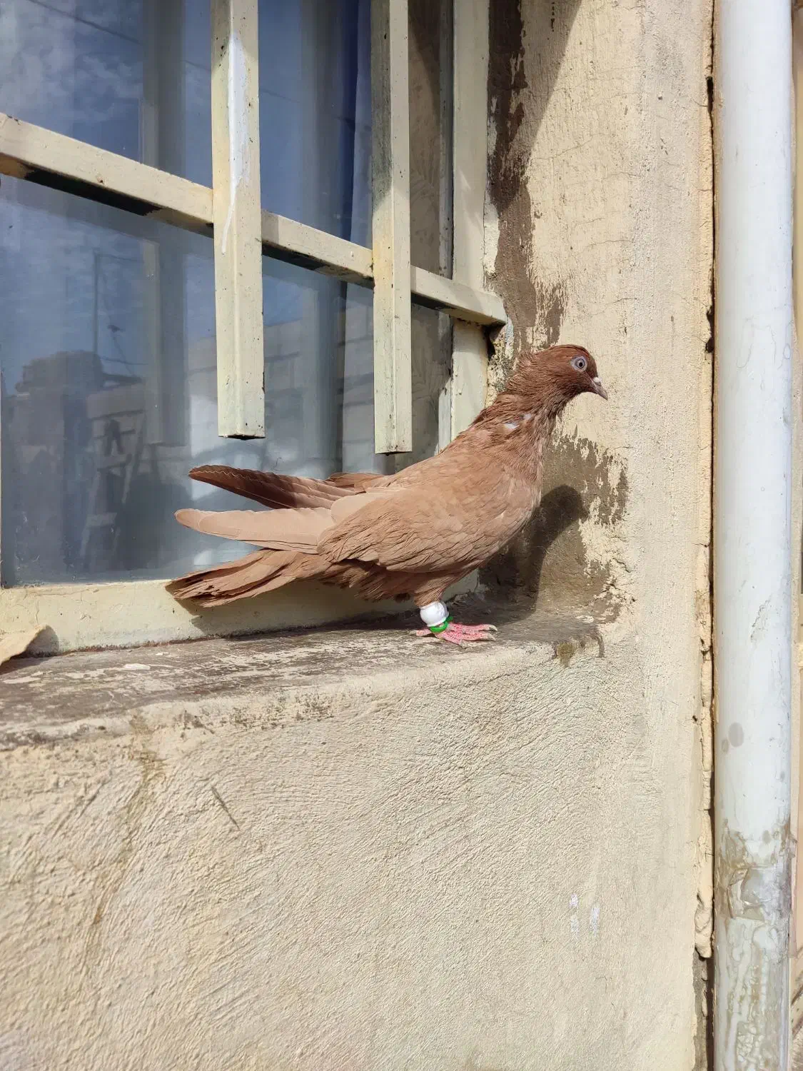 ماده زرد آنتیک|پرنده|بروجرد, |دیوار