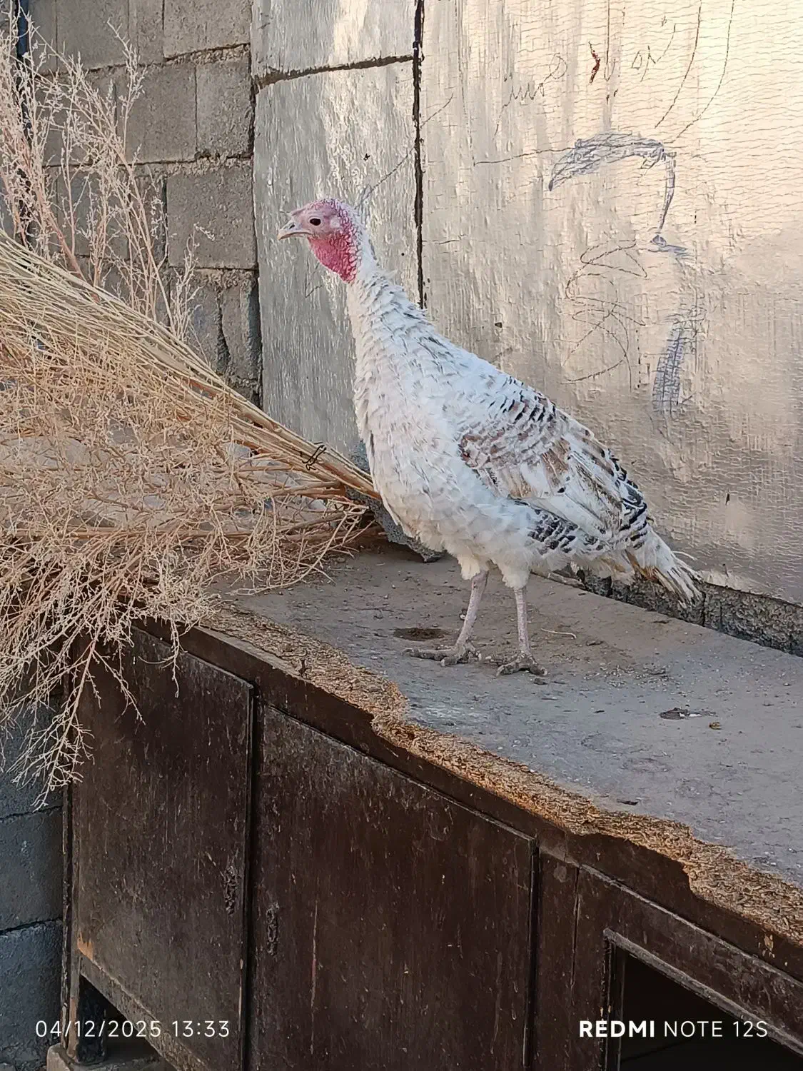 بوقلمون محلی واکسن زده وتمیز وسرحال|حیوانات مزرعه|یاسوج, |دیوار