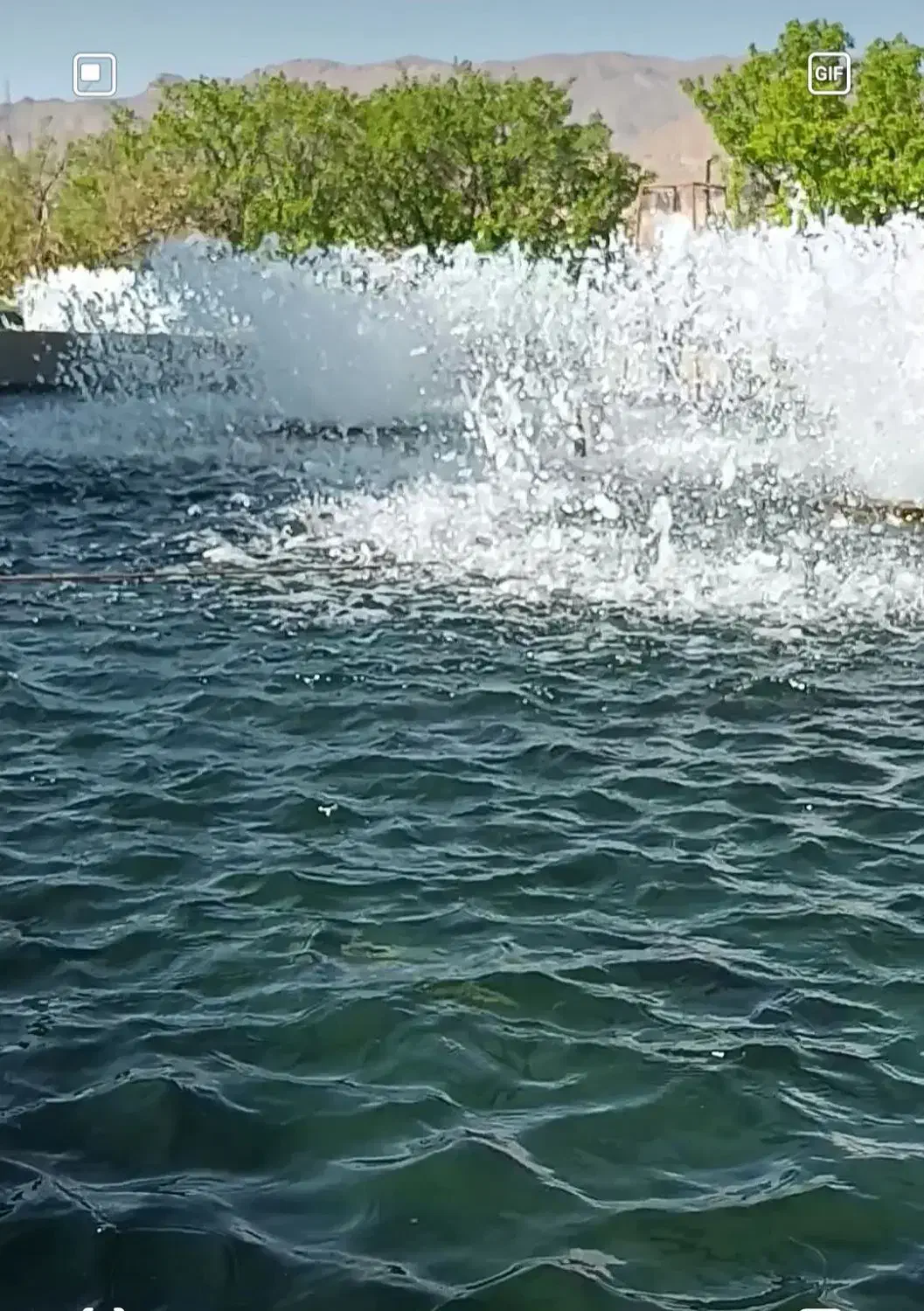 ماهی قزل آلا|ماهی|ماهنشان, |دیوار