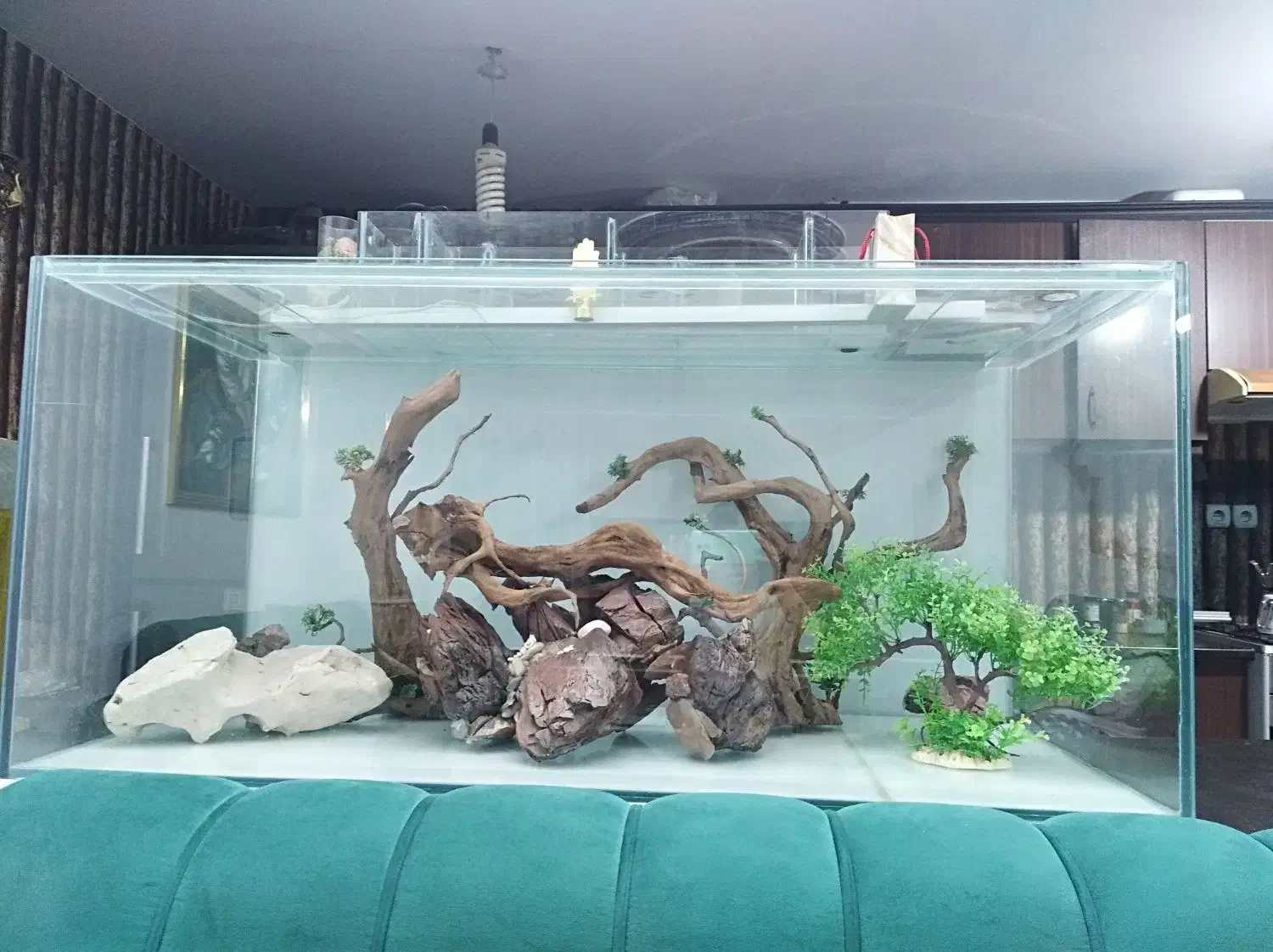 آکواریوم پلنت|ماهی|مشهد, امیریه|دیوار