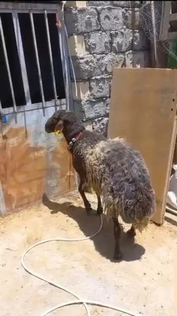 شیشک قوچ همو وبره ریز|حیوانات مزرعه|نجف‌آباد, حومه نجف آباد|دیوار