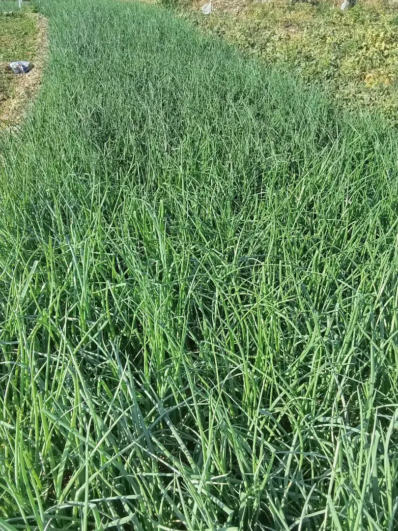 ترپیاز خیراباد|عمدهفروشی|دوگنبدان, |دیوار