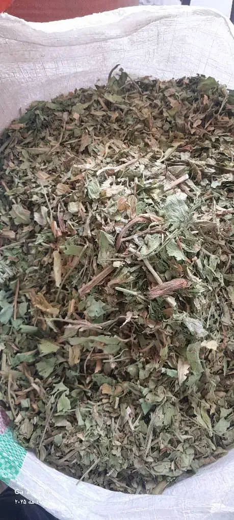 کرفس کوهی کلوس کوهی موسیرخشک|خوردنی و آشامیدنی|کوهرنگ, |دیوار