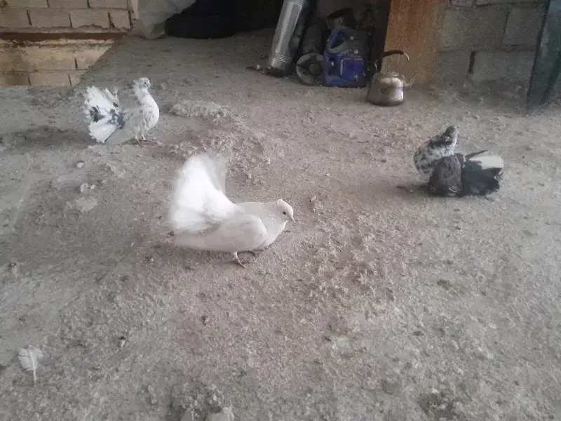 کبوتر چتری|پرنده|مشگین شهر, |دیوار