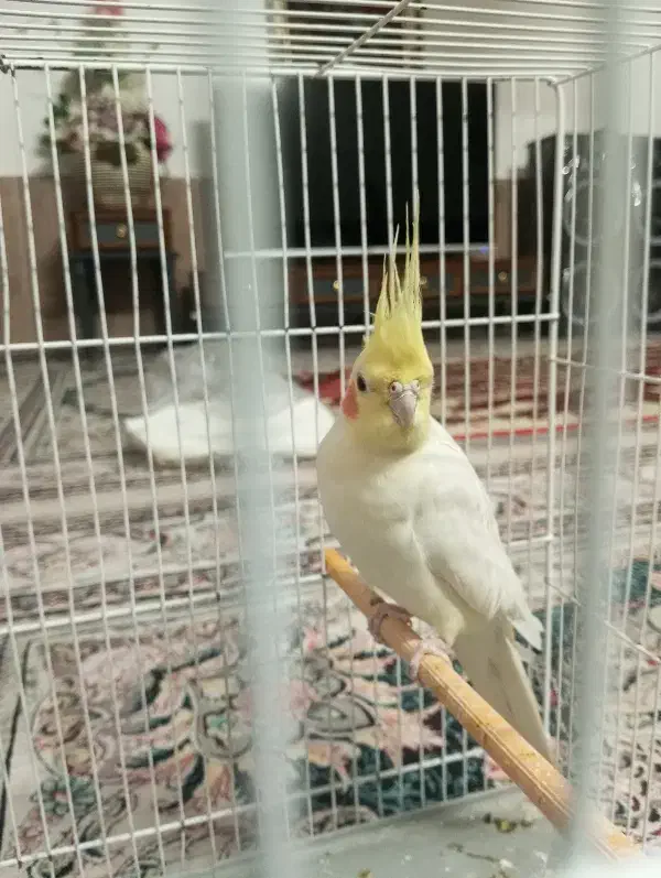 عروس هلندی|پرنده|تربتحیدریه, هاشمینژاد|دیوار