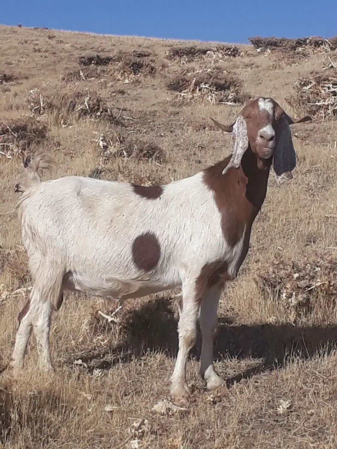 دو‌راس‌بز‌خارجی‌دو‌قلوزا|حیوانات مزرعه|حسین آباد, |دیوار