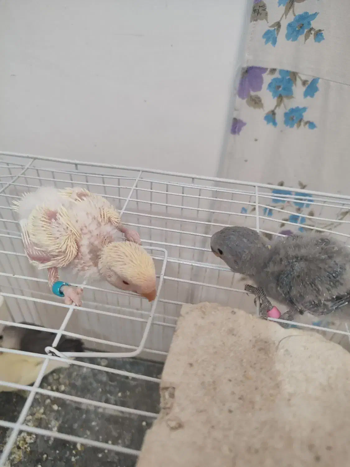 جوجه سرلاکی کوتوله|پرنده|شیروان (خراسان), |دیوار