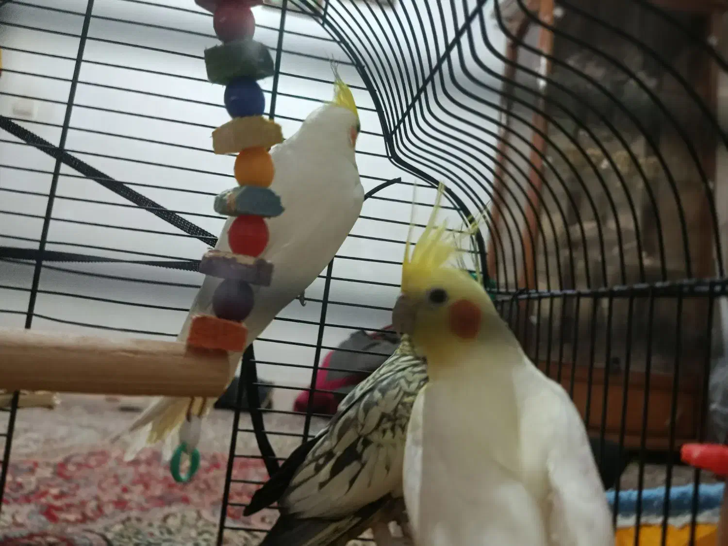 3عدد عروس دوتا نر بالغ ویک ماده که جفت شده سرحال|پرنده|خمین, |دیوار