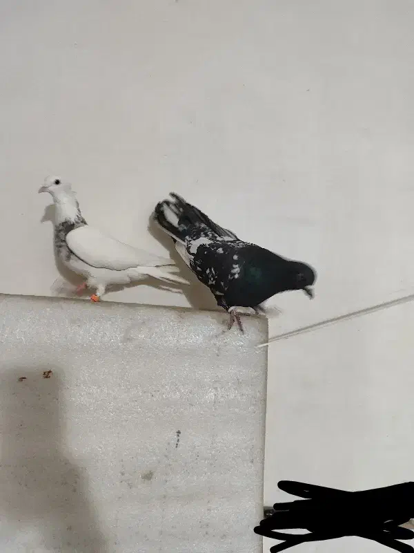 کفتر تبعیدی|پرنده|مشهد, ابوذر|دیوار