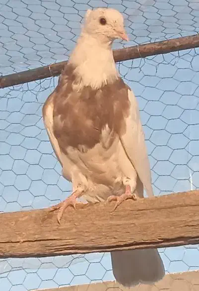 کبوتر طوقی|پرنده|مبارکه, |دیوار