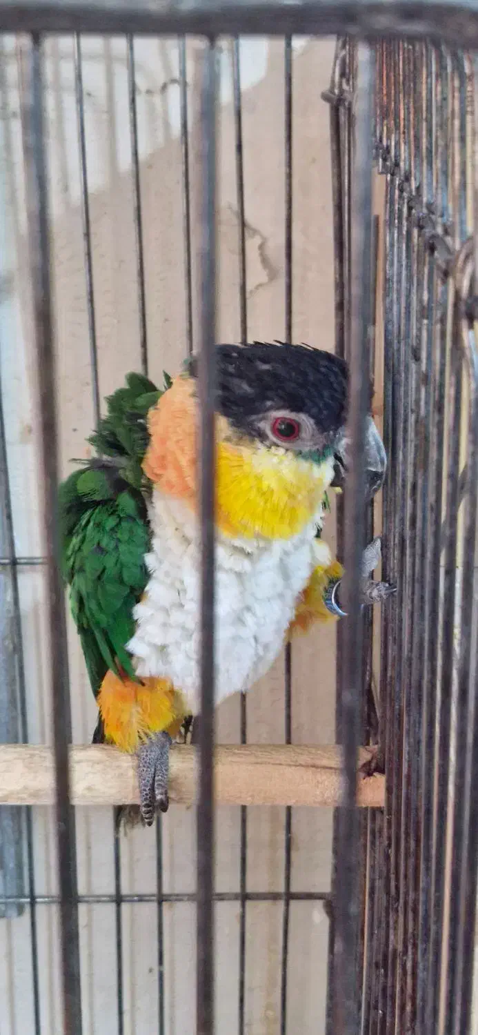 طوطی کایک نر پنج ساله|پرنده|تهران, جیحون|دیوار