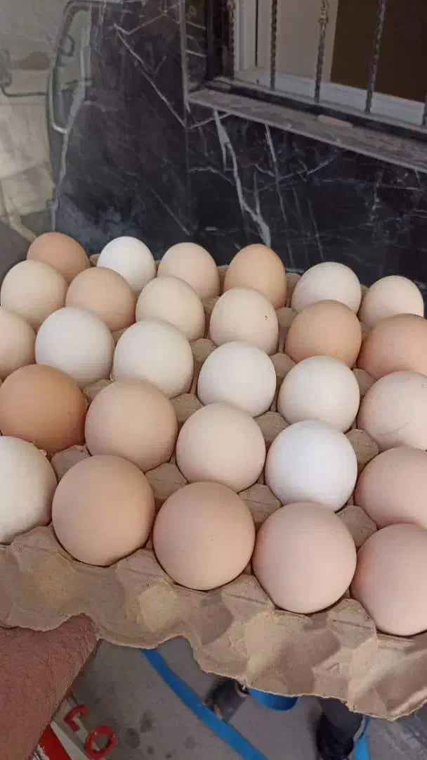 تخم‌مرغ بومی|خوردنی و آشامیدنی|نجف‌آباد, شریعتی غربی|دیوار