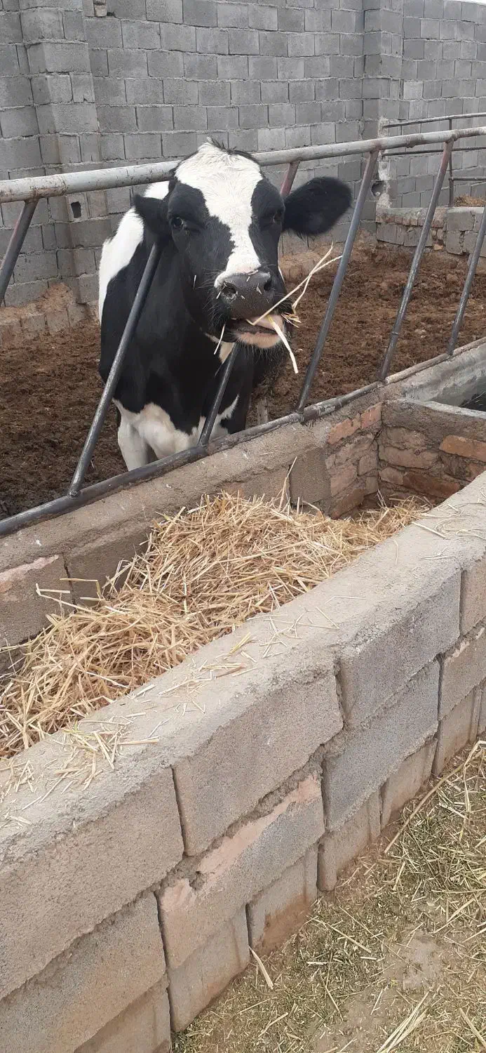 گاو شیری|حیوانات مزرعه|اسفراین, |دیوار