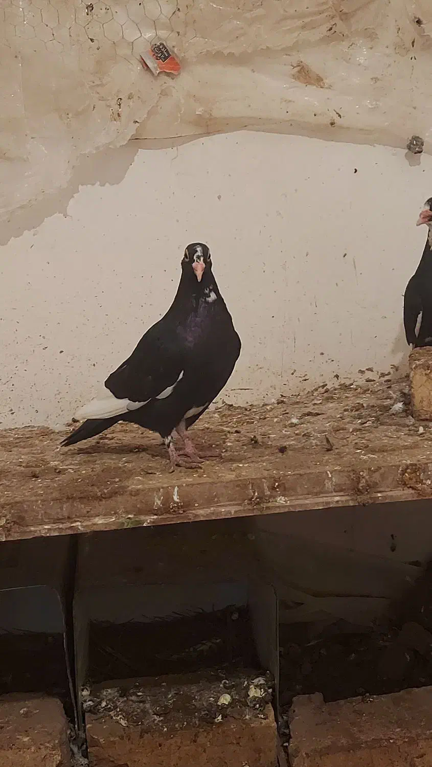 تعدادی کفتر پلنگ|پرنده|چترود, |دیوار