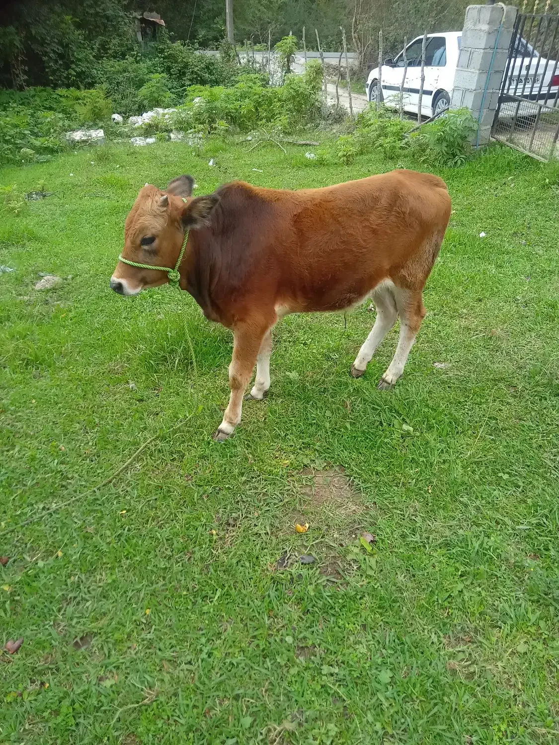 گوساله نر|حیوانات مزرعه|شاندرمن, |دیوار