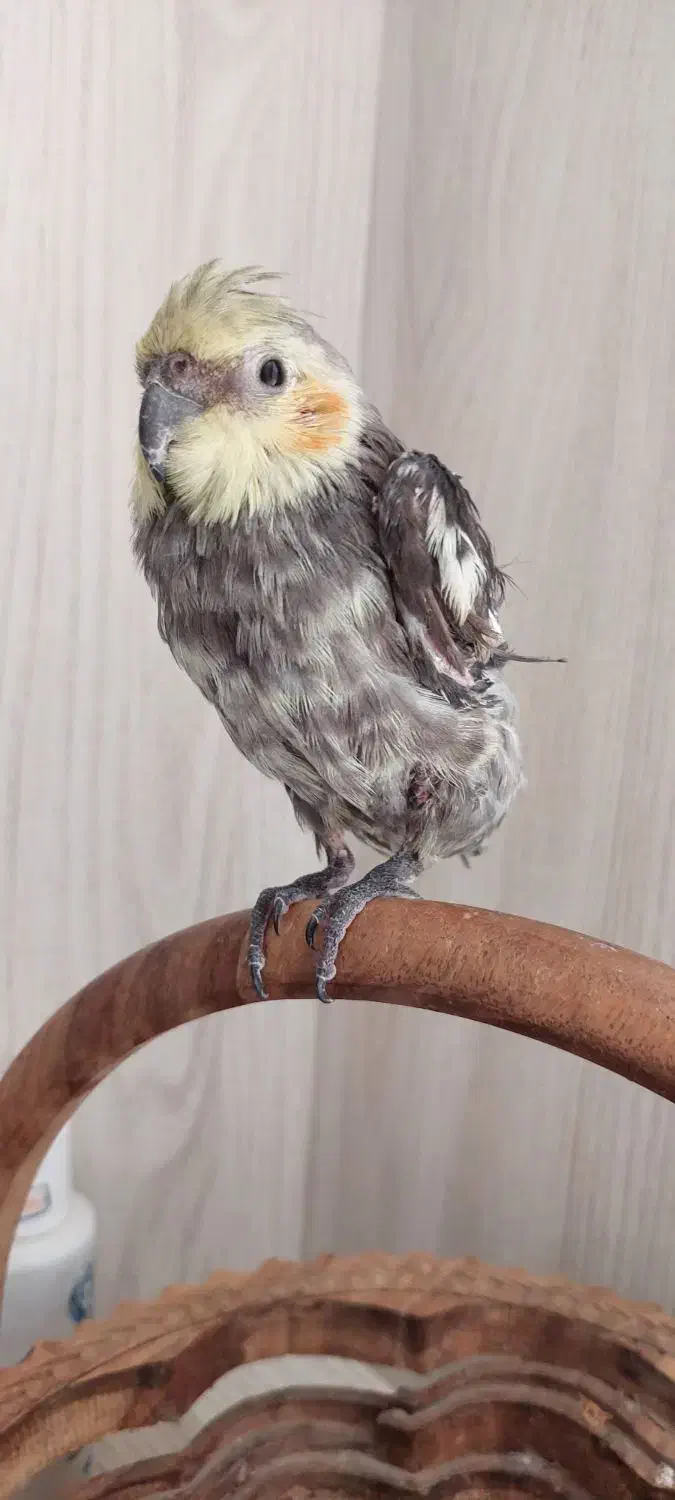 مرغ مینا و عروس هلندی|پرنده|شاهین‌شهر, شهرک هشت بهشت|دیوار