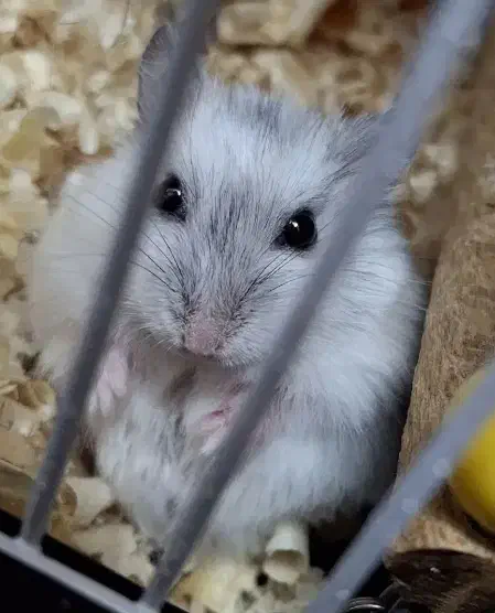 همستر|موش و خرگوش|همدان, |دیوار