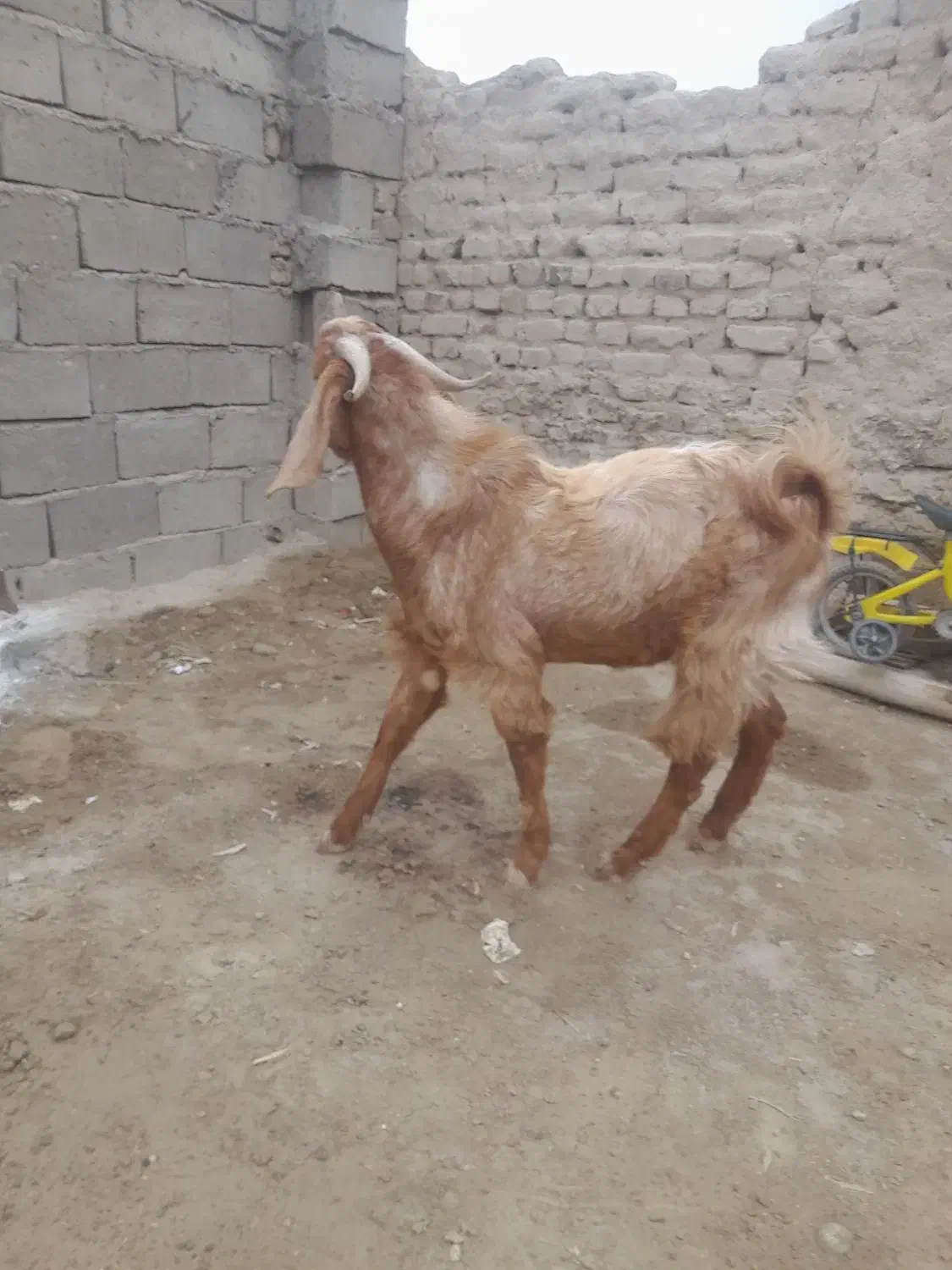 بز نر|حیوانات مزرعه|هامون, |دیوار