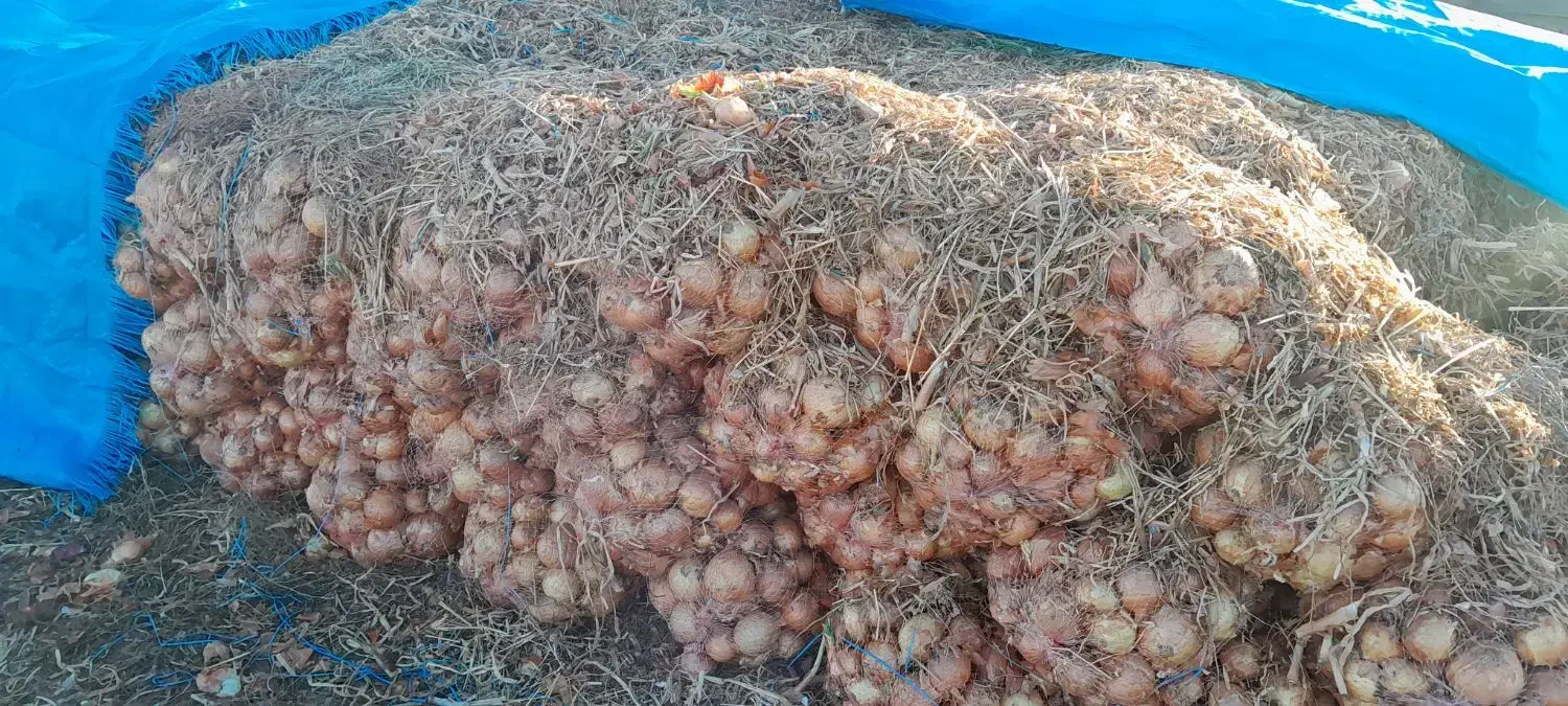 پیاز طلایی|خوردنی و آشامیدنی|روانسر, |دیوار