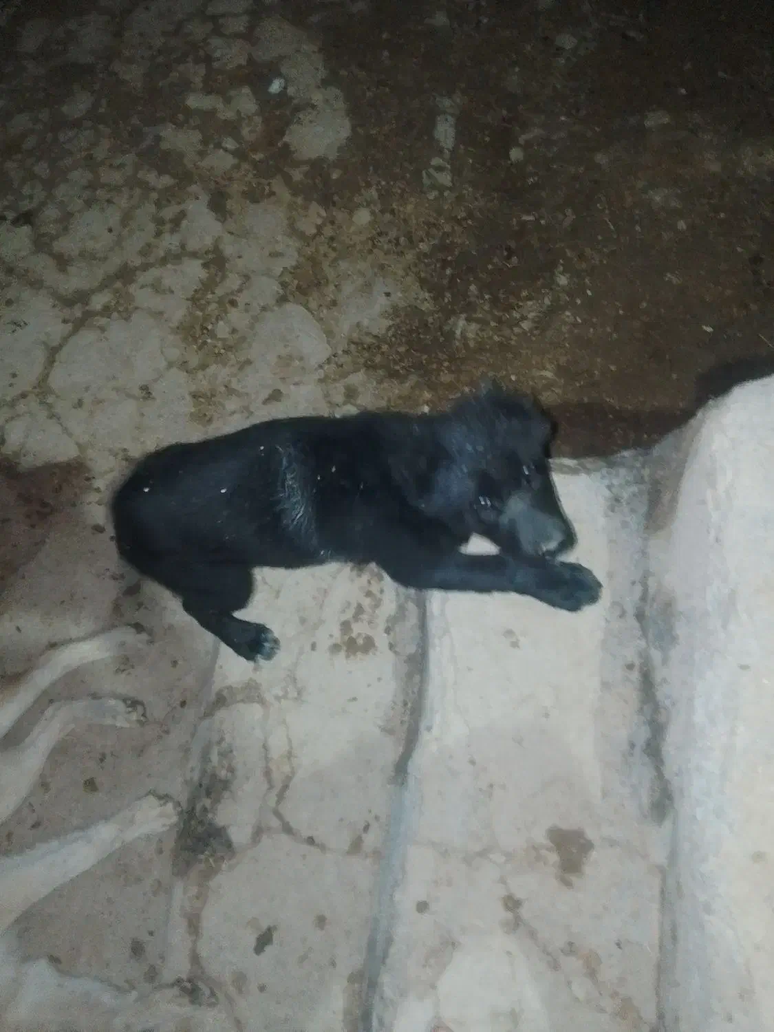 سگ مشکی|سگ|باجگیران, |دیوار