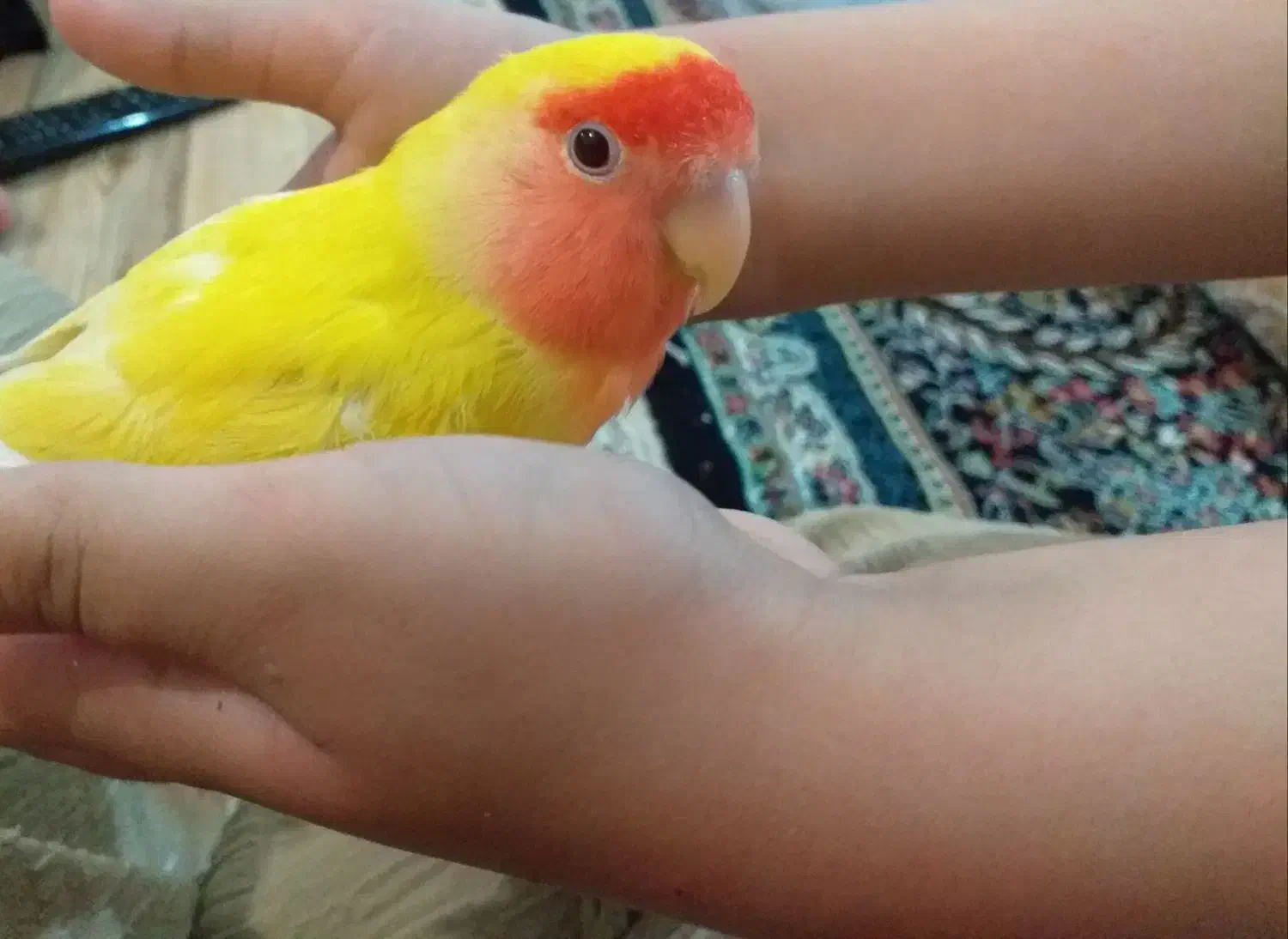 کوتوله صورت هلویی دستی|پرنده|زاهدان, |دیوار