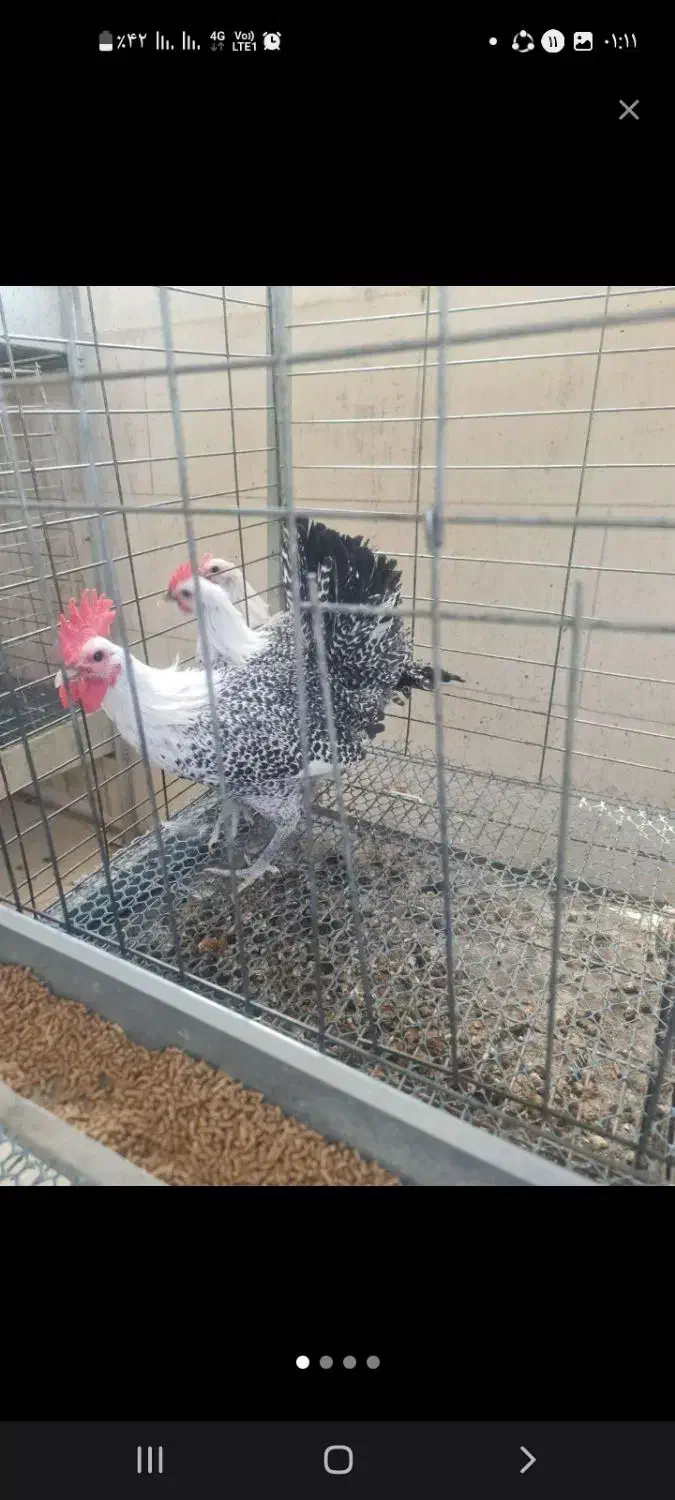 تخم نطفه دار اراکانا براکل فونیکس|حیوانات مزرعه|مشهد, امیریه|دیوار