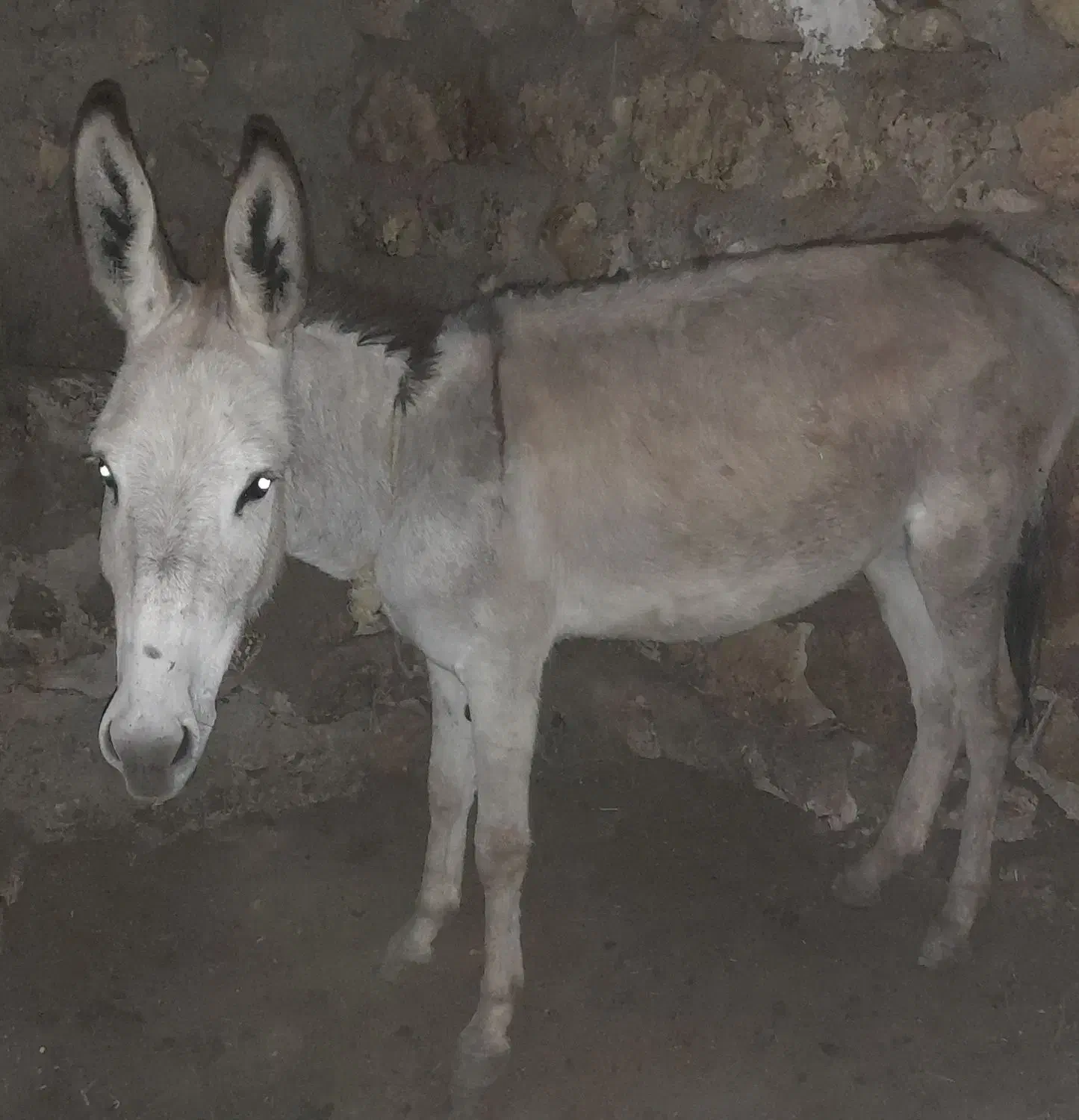 خرجوانآرام|حیوانات مزرعه|اردبیل, |دیوار