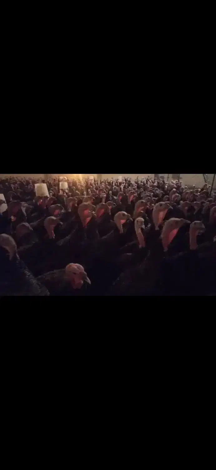 جوجه بوقلمون یک روزه و تخم نطفه دار|حیوانات مزرعه|تبریز, |دیوار