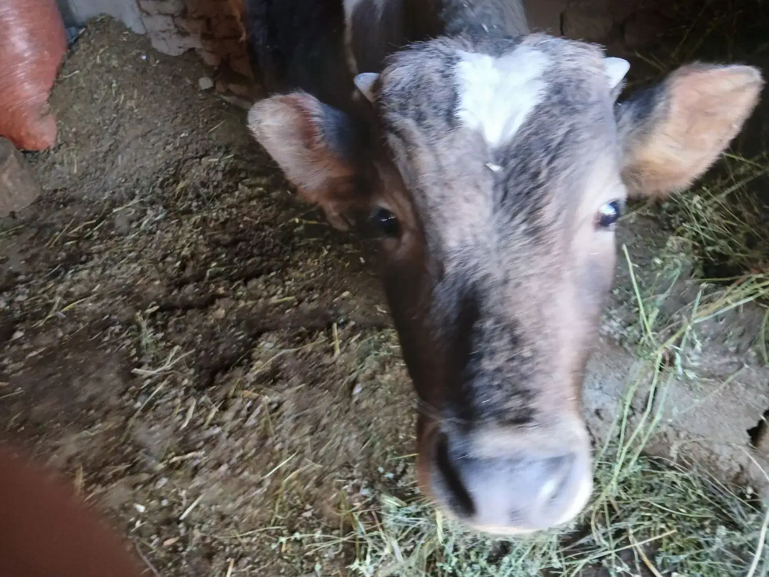 گوساله ۸ ماهه نر|حیوانات مزرعه|صومای برادوست, |دیوار