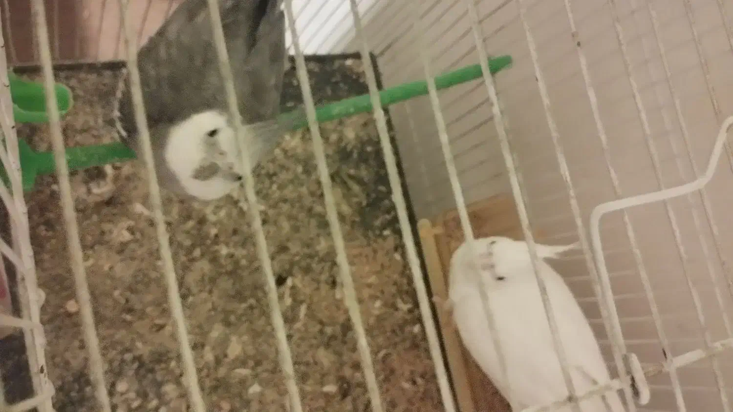 جفت عروس هلندی و کوتوله|پرنده|مشهد, شهید احمدی روشن|دیوار