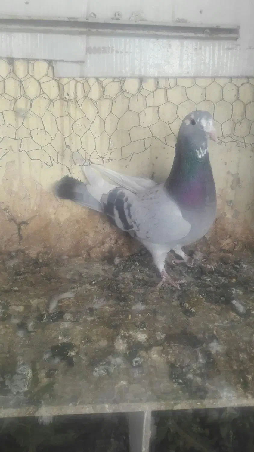 نر پلنگ|پرنده|کرمان, |دیوار