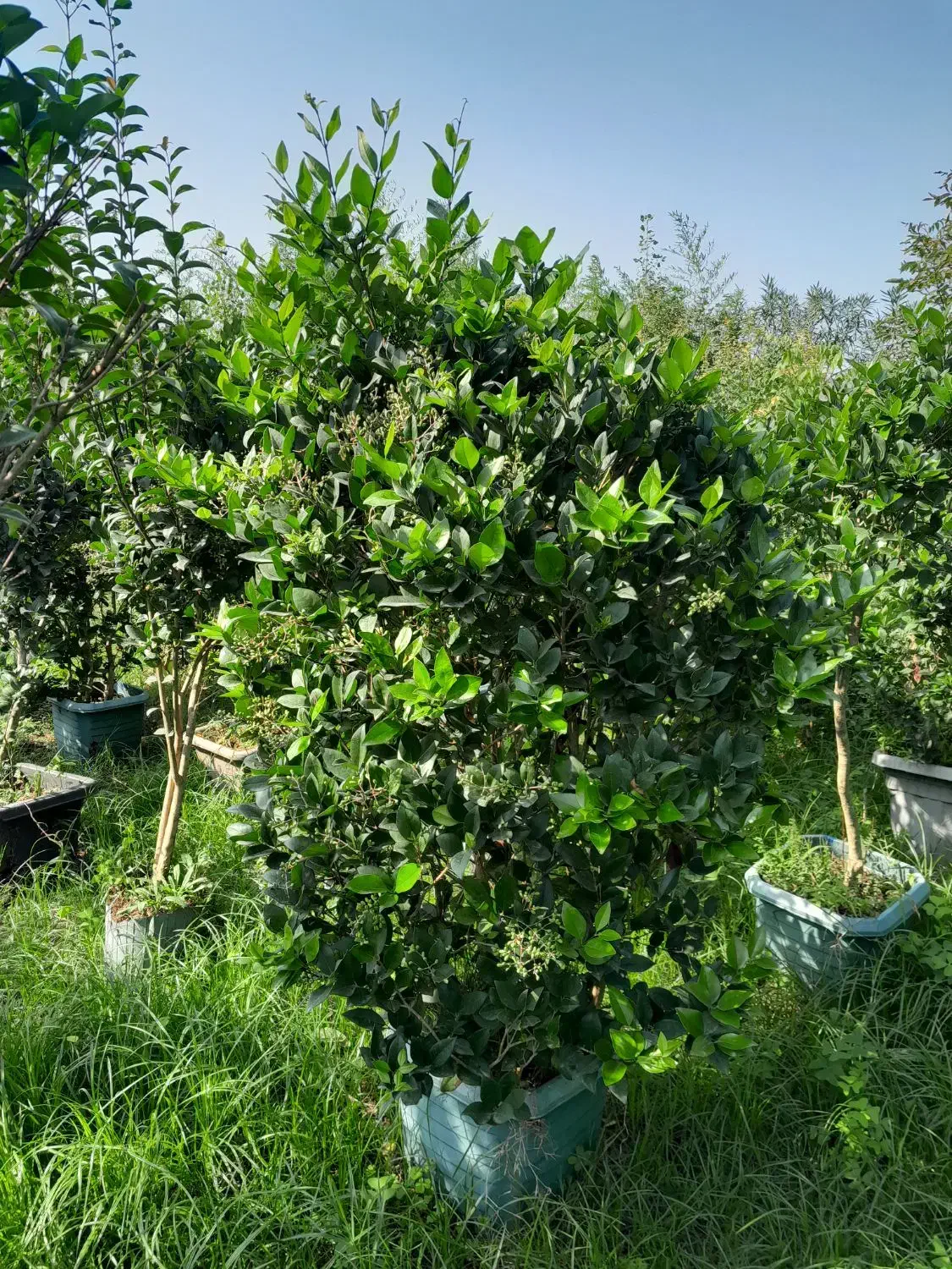 یاس هلندی قیچی خورده ریشه پرس قیمت مناسب|گل و گیاه طبیعی|کلارآباد, |دیوار