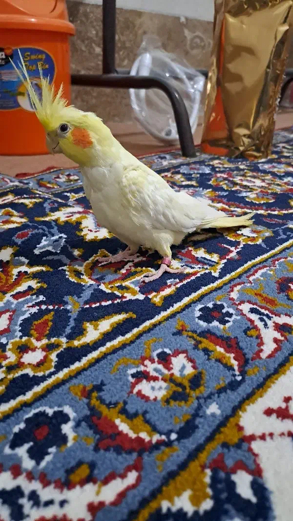 یک جفت عروس دستی وسخنگو|پرنده|قم, شاه سید علی|دیوار