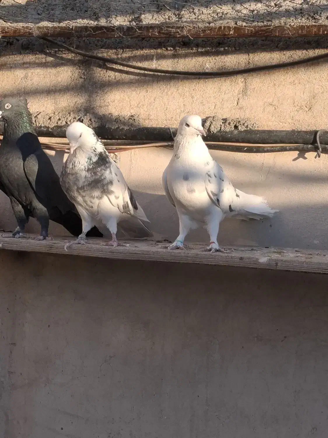 فروشی|پرنده|محمدشهر, ولدآباد بزرگ|دیوار