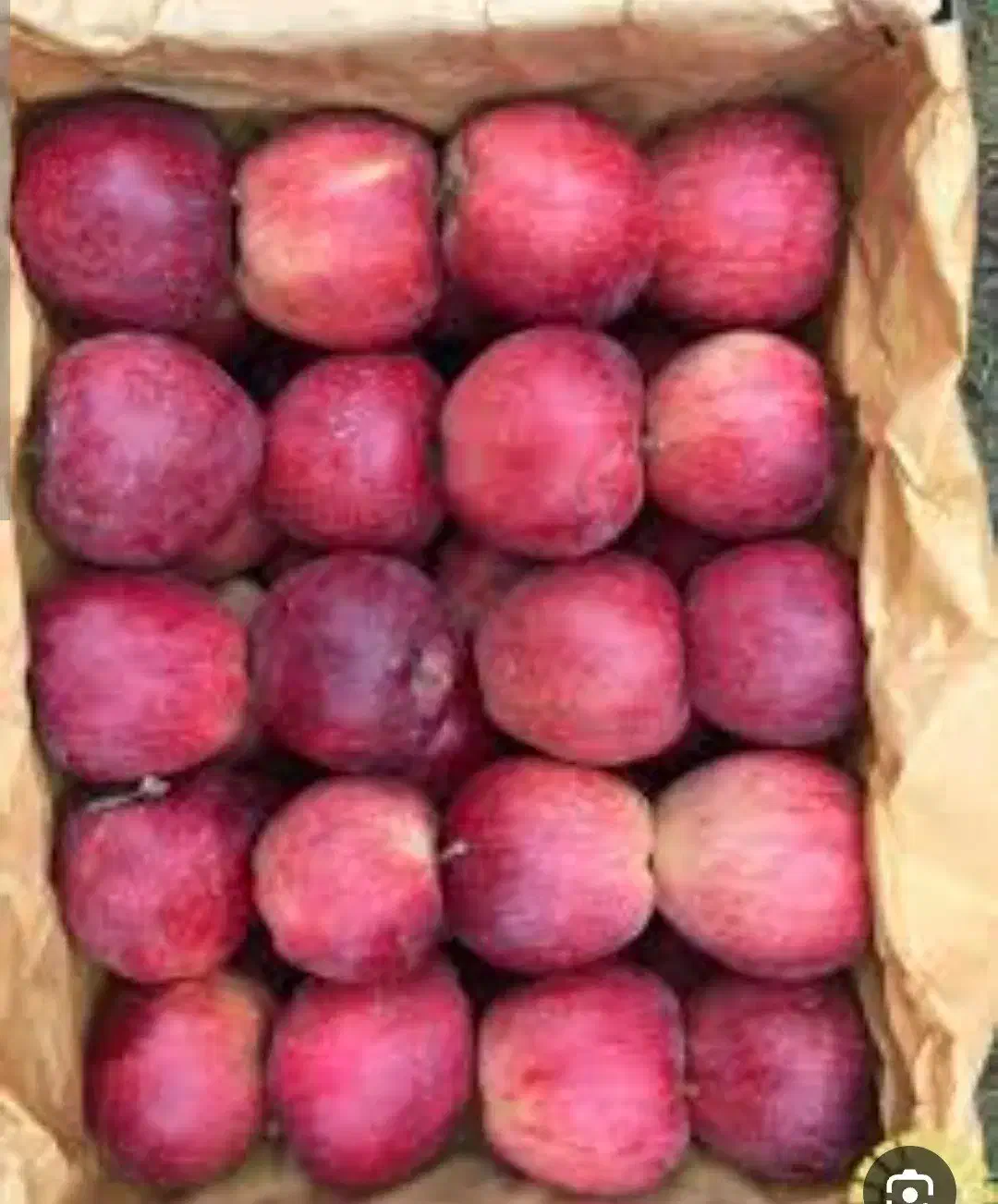 فروش ۷۰ جعبه سیب در چالدران|عمدهفروشی|چالدران, |دیوار