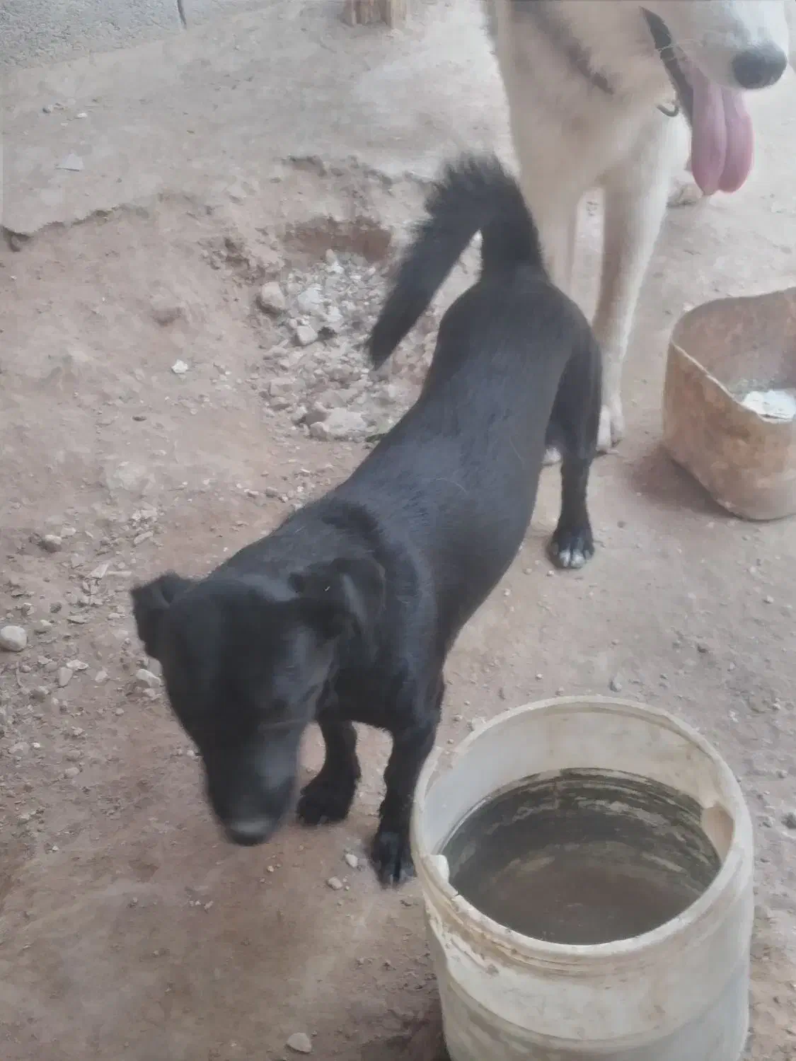 سگ خوب برای فروش|سگ|بندر کنگان, |دیوار