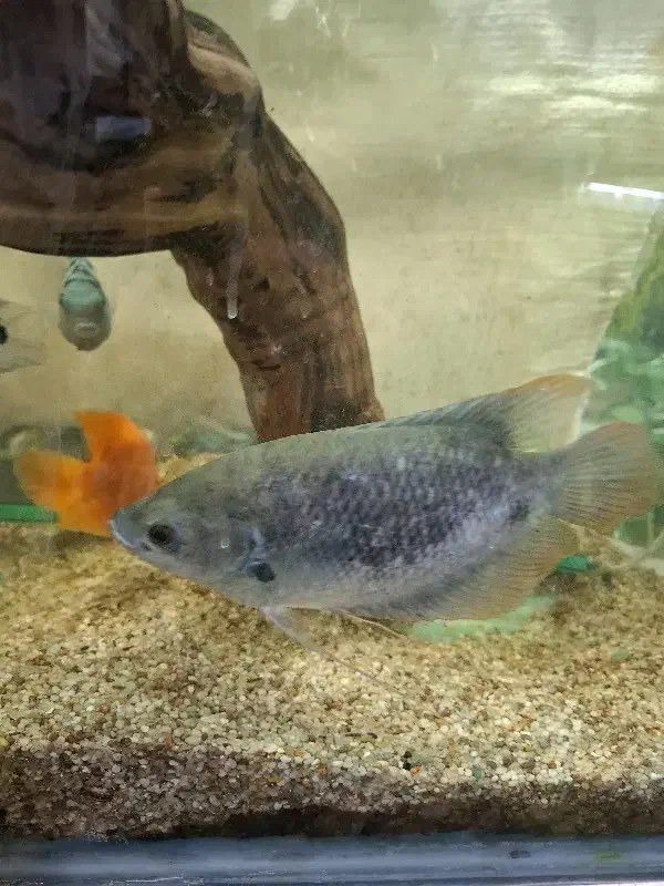 گورامی جاینت|ماهی|اردبیل, |دیوار