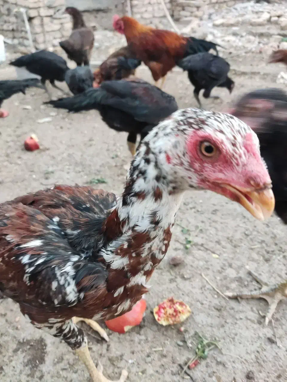 جوجه مرغ و خروس لاری|حیوانات مزرعه|مشهد, امیریه|دیوار