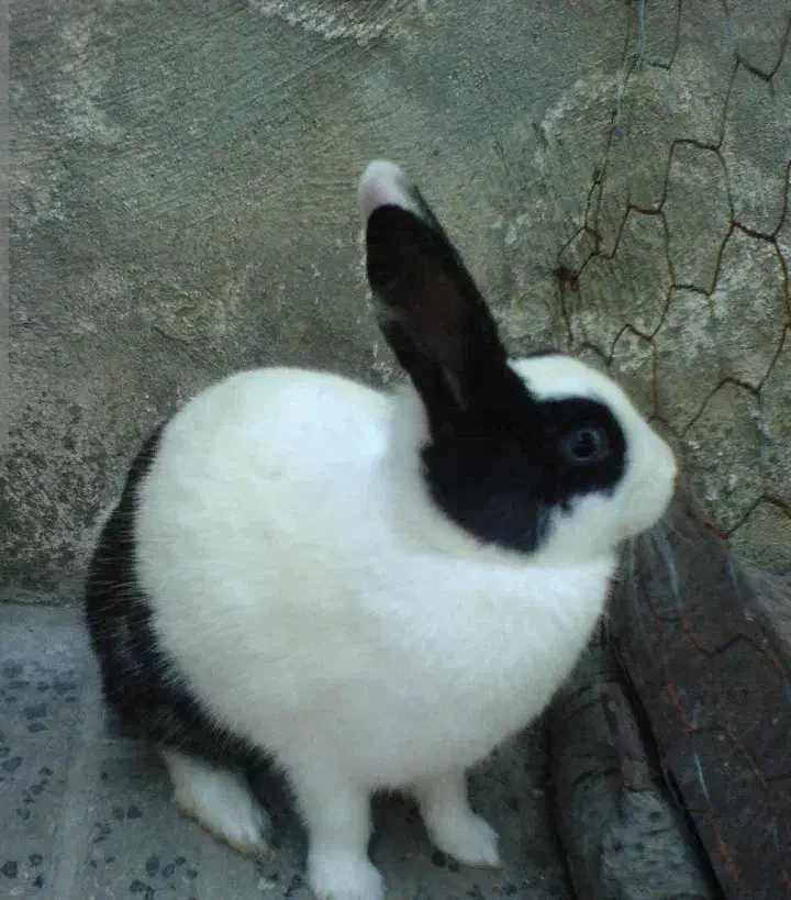 دوعدد خرگوش باهوش پشمالو تپلو|موش و خرگوش|ایذه, |دیوار