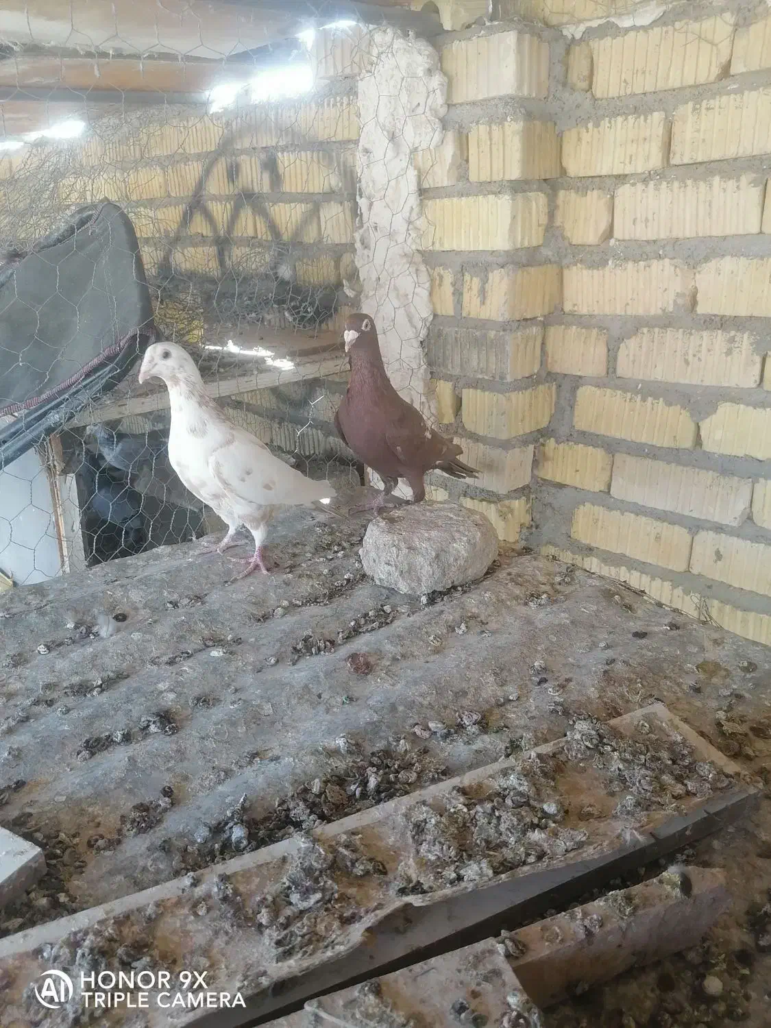 نروماده منز|پرنده|شیراز, زرهی|دیوار