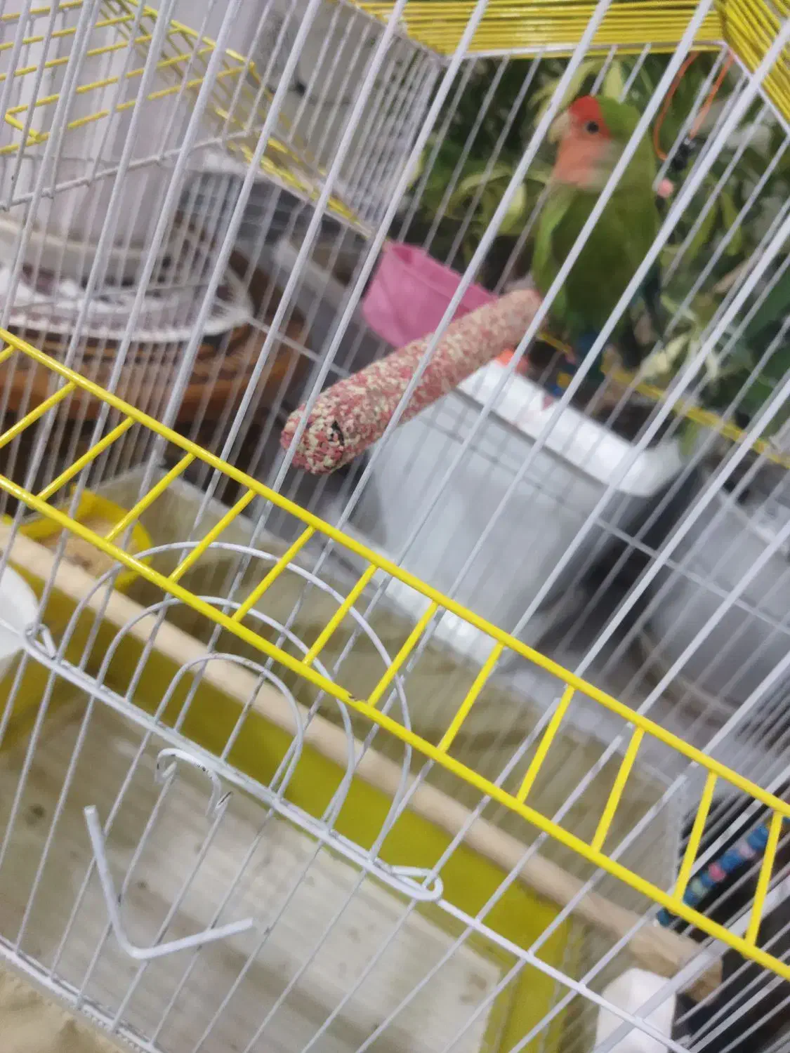 طوطی برزیلی|پرنده|تهران, شهرک خرازی|دیوار