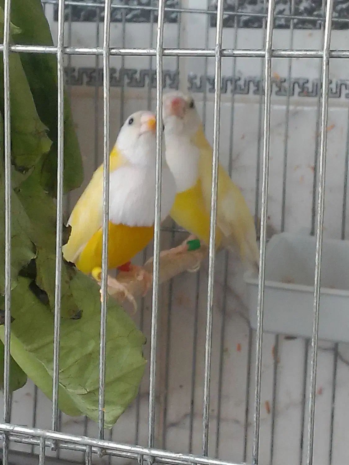 سهره نر بخون.فنچ|پرنده|قم, شهرک فاطمیه|دیوار