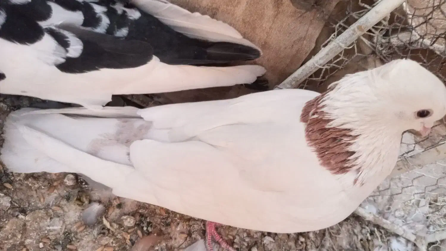 کبوتر|پرنده|بهبهان, |دیوار