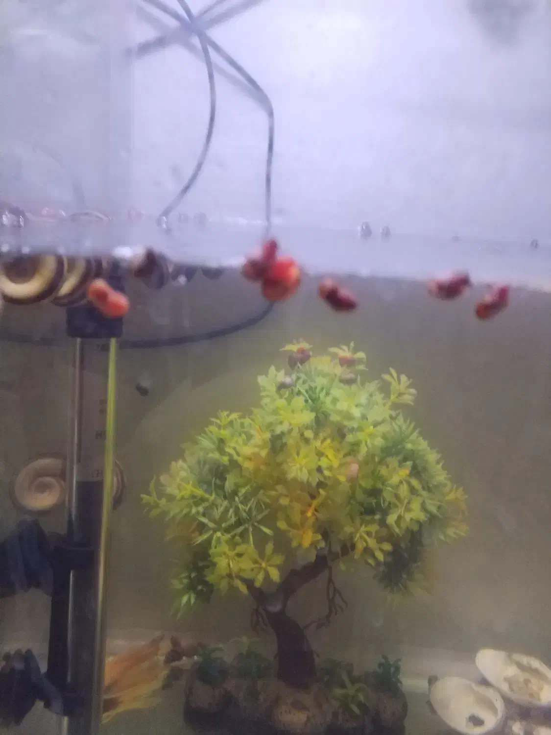 100عدد حلزون رامشور|ماهی|ری, علایین|دیوار