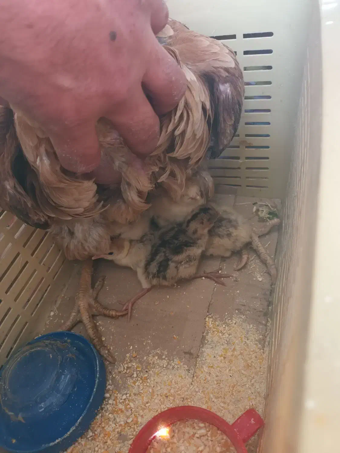 مرغ و جوجه بوقلمون|حیوانات مزرعه|کرمان, |دیوار